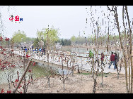 Olympic Forest Park is located to the north of the 'Bird's Nest' and 'Water Cube.' Shrouded in trees, reeds and grass and spotted with ponds, the 11.5-square-kilometer Olympic National Forest Park has become a popular destination for tourists to inhale some fresh air in Beijing. [Photo by Yuan Fang]