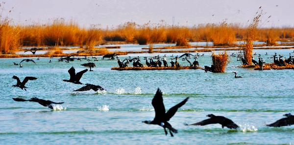 Migrant birds attracted to Sand Lake in Ningxia