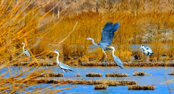 Migrant birds attracted to Sand Lake in Ningxia