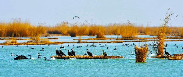 Migrant birds attracted to Sand Lake in Ningxia