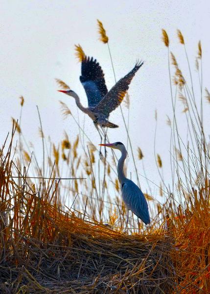 Migrant birds attracted to Sand Lake in Ningxia