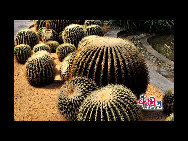 Situated in Fengtai District, Beijing Garden of World's Flowers is the largest botanical garden within the capital's Fourth Ring Road. It covers an area of more than 40 hectares and has been awarded top marks as a tourist attraction. The garden opened in 2005 and offers 15 large greenhouses where you can enjoy a range of exotic flowers, plants and herbs in varying landscapes.  [China.org.cn] 