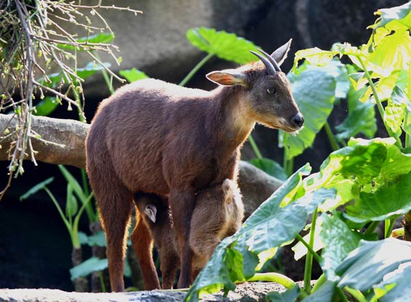 Indigenous Taiwan goats from Taipei Zoo prepare to travel to the mainland, March 29, 2011. Many Taiwan children came to the zoo on Thursday to wish them a good journey along with a pair of spotted deer, before their crossing of the Taiwan Strait to Weihai, in eastern Shandong province. In 2008, the mainland had sent a pair of giant pandas, Tuan Tuan and Yuan Yuan, to Taiwan as gifts. [Xinhua] 