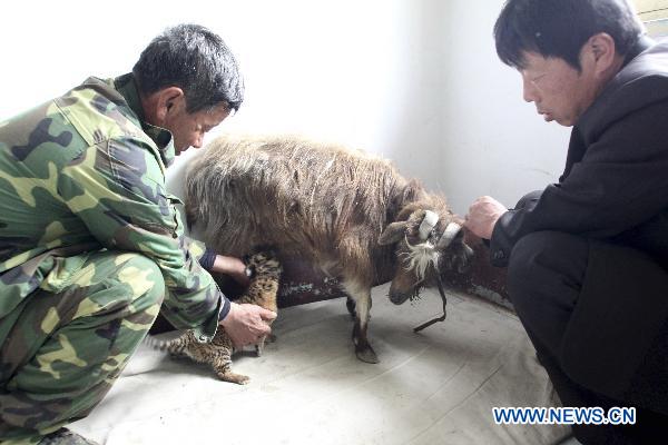 Stockmen help a baby tiger named Xin Le get brest-fed from a mother goat in a zoo in Weifang, east China's Shandong Province, April 7, 2011. Xin Le was born on March 25, 2011.