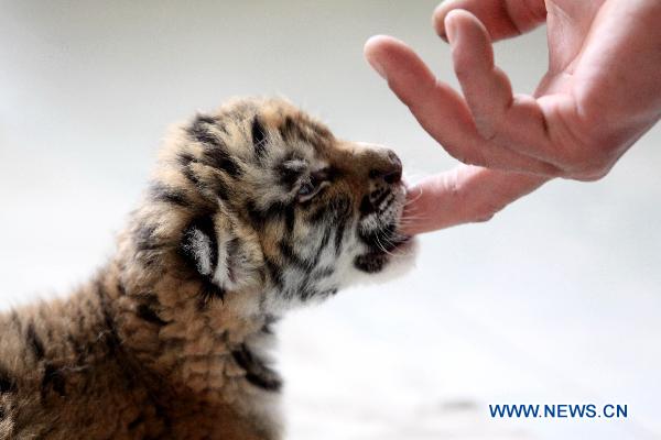 A baby tiger named Xin Le plays with a feeder in a zoo in Weifang, east China's Shandong Province, April 7, 2011. Xin Le was born on March 25, 2011. 