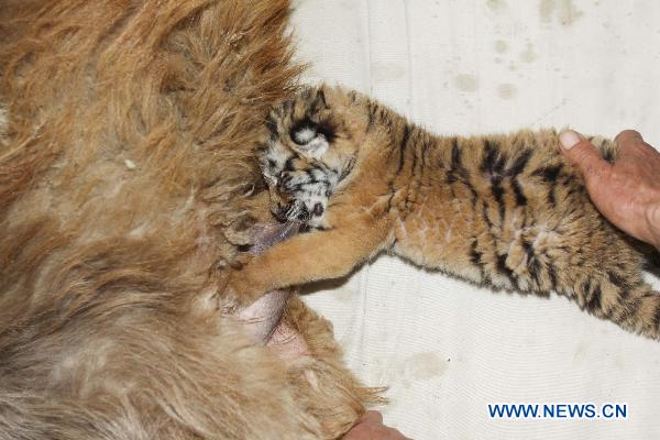 A baby tiger named Xin Le get breast-fed from a goat in a zoo in Weifang, east China's Shandong Province, April 7, 2011. Xin Le was born on March 25, 2011.