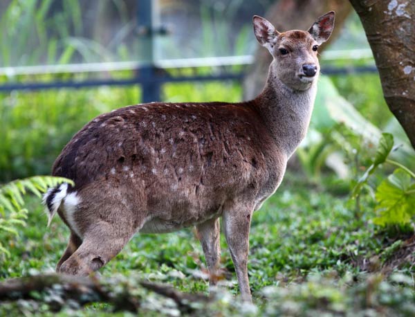 A spotted deer is seen at Taipei Zoo, Taiwan, March 29, 2011.