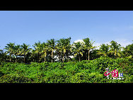 Fenjiezhou Island is a small, pretty island located in the South Sea off Lingshui County. It is only an hour drive to Sanya. It looks like a beauty floating in the sea, so local fishermen nicknamed it 'Sleeping Beauty Island'. [China.org.cn]