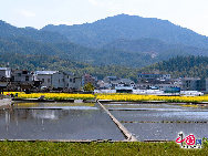 Photo taken on April 10th, 2011 shows the rape flowers blossom in Guitian county of southwest China's Fuijian Province. [China.org.cn]