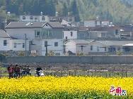 Photo taken on April 10th, 2011 shows the rape flowers blossom in Guitian county of southwest China's Fuijian Province. [China.org.cn]