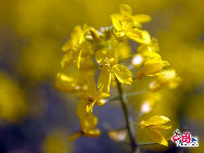 Photo taken on April 10th, 2011 shows the rape flowers blossom in Guitian county of southwest China's Fuijian Province. [China.org.cn]