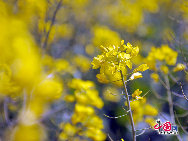 Photo taken on April 10th, 2011 shows the rape flowers blossom in Guitian county of southwest China's Fuijian Province. [China.org.cn]