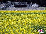 Photo taken on April 10th, 2011 shows the rape flowers blossom in Guitian county of southwest China's Fuijian Province. [China.org.cn]