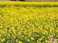 Photo taken on April 10th, 2011 shows the rape flowers blossom in Guitian county of southwest China's Fuijian Province. [China.org.cn]