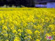 Photo taken on April 10th, 2011 shows the rape flowers blossom in Guitian county of southwest China's Fuijian Province. [China.org.cn]