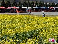 Photo taken on April 10th, 2011 shows the rape flowers blossom in Guitian county of southwest China's Fuijian Province. [China.org.cn]