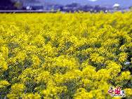 Photo taken on April 10th, 2011 shows the rape flowers blossom in Guitian county of southwest China's Fuijian Province. [China.org.cn]