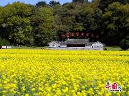 Photo taken on April 10th, 2011 shows the rape flowers blossom in Guitian county of southwest China's Fuijian Province. [China.org.cn]