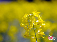 Photo taken on April 10th, 2011 shows the rape flowers blossom in Guitian county of southwest China's Fuijian Province. [China.org.cn]