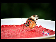 The largest butterfly garden in Asia, located in north Beijing's Shunyi District, contains 30 breeds of butterflies, more than ten of which are listed as state-protected species. Butterflies from tropical and subtropical zones can be seen in the four-season glasshouse, while chrysalises transform into butterflies in the breeding workhouse. The garden also features interactive zones, where children can play with butterflies and learn how to make paintings of their wings. [China.org.cn]