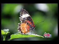 The largest butterfly garden in Asia, located in north Beijing's Shunyi District, contains 30 breeds of butterflies, more than ten of which are listed as state-protected species. Butterflies from tropical and subtropical zones can be seen in the four-season glasshouse, while chrysalises transform into butterflies in the breeding workhouse. The garden also features interactive zones, where children can play with butterflies and learn how to make paintings of their wings. [China.org.cn]