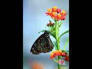 The largest butterfly garden in Asia, located in north Beijing's Shunyi District, contains 30 breeds of butterflies, more than ten of which are listed as state-protected species. Butterflies from tropical and subtropical zones can be seen in the four-season glasshouse, while chrysalises transform into butterflies in the breeding workhouse. The garden also features interactive zones, where children can play with butterflies and learn how to make paintings of their wings. [China.org.cn]