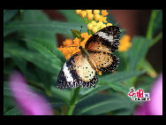 The largest butterfly garden in Asia, located in north Beijing's Shunyi District, contains 30 breeds of butterflies, more than ten of which are listed as state-protected species. Butterflies from tropical and subtropical zones can be seen in the four-season glasshouse, while chrysalises transform into butterflies in the breeding workhouse. The garden also features interactive zones, where children can play with butterflies and learn how to make paintings of their wings. [China.org.cn]