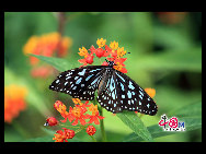 The largest butterfly garden in Asia, located in north Beijing's Shunyi District, contains 30 breeds of butterflies, more than ten of which are listed as state-protected species. Butterflies from tropical and subtropical zones can be seen in the four-season glasshouse, while chrysalises transform into butterflies in the breeding workhouse. The garden also features interactive zones, where children can play with butterflies and learn how to make paintings of their wings. [China.org.cn]