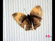 The largest butterfly garden in Asia, located in north Beijing's Shunyi District, contains 30 breeds of butterflies, more than ten of which are listed as state-protected species. Butterflies from tropical and subtropical zones can be seen in the four-season glasshouse, while chrysalises transform into butterflies in the breeding workhouse. The garden also features interactive zones, where children can play with butterflies and learn how to make paintings of their wings. [China.org.cn]