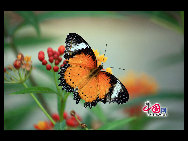 The largest butterfly garden in Asia, located in north Beijing's Shunyi District, contains 30 breeds of butterflies, more than ten of which are listed as state-protected species. Butterflies from tropical and subtropical zones can be seen in the four-season glasshouse, while chrysalises transform into butterflies in the breeding workhouse. The garden also features interactive zones, where children can play with butterflies and learn how to make paintings of their wings. [China.org.cn]