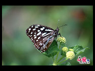 The largest butterfly garden in Asia, located in north Beijing's Shunyi District, contains 30 breeds of butterflies, more than ten of which are listed as state-protected species. Butterflies from tropical and subtropical zones can be seen in the four-season glasshouse, while chrysalises transform into butterflies in the breeding workhouse. The garden also features interactive zones, where children can play with butterflies and learn how to make paintings of their wings. [China.org.cn]