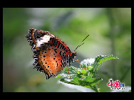 The largest butterfly garden in Asia, located in north Beijing's Shunyi District, contains 30 breeds of butterflies, more than ten of which are listed as state-protected species. Butterflies from tropical and subtropical zones can be seen in the four-season glasshouse, while chrysalises transform into butterflies in the breeding workhouse. The garden also features interactive zones, where children can play with butterflies and learn how to make paintings of their wings. [China.org.cn]