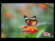 The largest butterfly garden in Asia, located in north Beijing's Shunyi District, contains 30 breeds of butterflies, more than ten of which are listed as state-protected species. Butterflies from tropical and subtropical zones can be seen in the four-season glasshouse, while chrysalises transform into butterflies in the breeding workhouse. The garden also features interactive zones, where children can play with butterflies and learn how to make paintings of their wings. [China.org.cn]