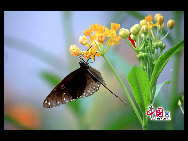 The largest butterfly garden in Asia, located in north Beijing's Shunyi District, contains 30 breeds of butterflies, more than ten of which are listed as state-protected species. Butterflies from tropical and subtropical zones can be seen in the four-season glasshouse, while chrysalises transform into butterflies in the breeding workhouse. The garden also features interactive zones, where children can play with butterflies and learn how to make paintings of their wings. [China.org.cn]