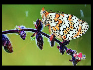 The largest butterfly garden in Asia, located in north Beijing's Shunyi District, contains 30 breeds of butterflies, more than ten of which are listed as state-protected species. Butterflies from tropical and subtropical zones can be seen in the four-season glasshouse, while chrysalises transform into butterflies in the breeding workhouse. The garden also features interactive zones, where children can play with butterflies and learn how to make paintings of their wings. [China.org.cn]