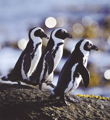 African Penguins are pictured on March 16 in Simon's Town near Cape Town, South Africa. [China Daily]