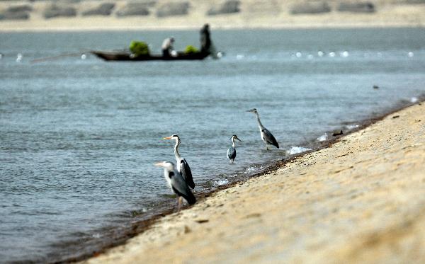 Some grey cranes rest at the Hongyashan Reservoir, the largest desert reservoir in Asia, in Minqin County, northwest China&apos;s Gansu Province, April 9, 2011. Since 2006, China has made efforts to control desertification and sandification and rebuild the ecological system in the valley of Shiyang River. The environment of the Hongyashan Reservoir located in the downstream of Shiyang River has remarkably improved, attracting numerous rare birds to inhabit there. [Xinhua] 