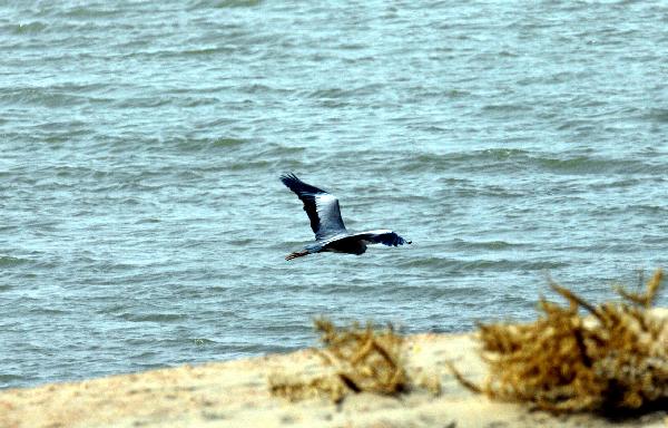 A grey crane flies over the Hongyashan Reservoir, the largest desert reservoir in Asia, in Minqin County, northwest China&apos;s Gansu Province, April 9, 2011.