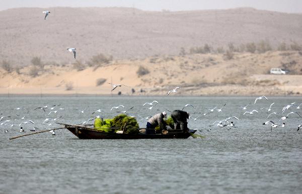 A flock of waterfowls fly around a fishing boat at the Hongyashan Reservoir, the largest desert reservoir in Asia, in Minqin County, northwest China&apos;s Gansu Province, April 9, 2011. 