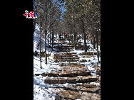 Miaofeng Mountain, with its towering peaks rising majestically to a height of more than 1,300 meters, is the major peak in the northern range of the Western Hills. Situated at a distance of about 70 kilometers from downtown areas, its sheer cliffs, jutting crags and tortuous mountain paths make it one of the most renowned scenic spots in northern China. [Photo by Yuan Fang]  