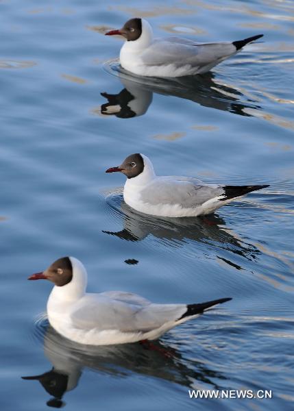 Black-headed gulls are seen in the lake of a park near the Potala Palace in Lhasa, southwest China&apos;s Tibet Autonomous Region, April 12, 2011. With the warming temperature, over 1,000 black-headed gulls and yellow mouth gulls came to enjoy their time in Lhasa. [Xinhua] 