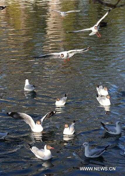 Black-headed gulls are seen in the lake of a park near the Potala Palace in Lhasa, southwest China&apos;s Tibet Autonomous Region, April 12, 2011. With the warming temperature, over 1,000 black-headed gulls and yellow mouth gulls came to enjoy their time in Lhasa. 