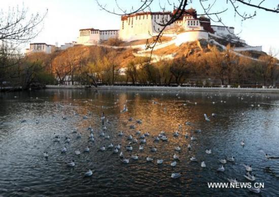 Black-headed gulls and yellow mouth gulls are seen in the lake of a park near the Potala Palace in Lhasa, southwest China&apos;s Tibet Autonomous Region, April 12, 2011. With the warming temperature, over 1,000 black-headed gulls and yellow mouth gulls came to enjoy their time in Lhasa.