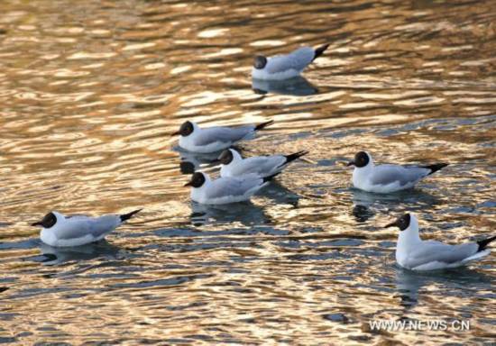 Black-headed gulls are seen in the lake of a park near the Potala Palace in Lhasa, southwest China&apos;s Tibet Autonomous Region, April 12, 2011. With the warming temperature, over 1,000 black-headed gulls and yellow mouth gulls came to enjoy their time in Lhasa. 