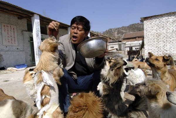 Liu Shuxia feeds stray dogs at his stray dog center in Jinan, Shandong province, April 11, 2011. The 58-year-old Liu, who was diagnosed with gastric cancer last June, set up a stray dog center at his machine works factory with several other people. Liu invested more than 200,000 yuan ($30,570) and helped more than 300 stray dogs find homes. [Photo/Xinhua] 