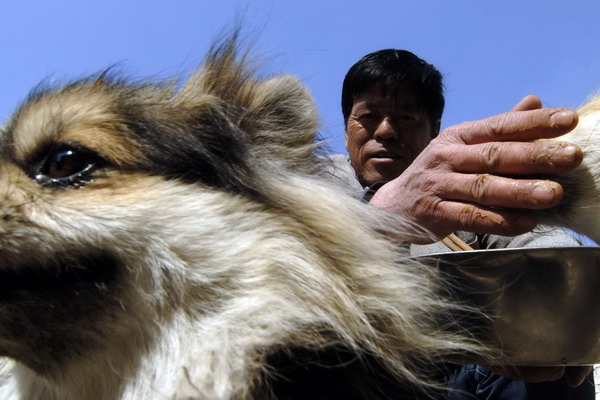 Liu Shuxia looks at a stray dog at his stray dog center in Jinan, Shandong province, April 11, 2011. [Photo/Xinhua] 
