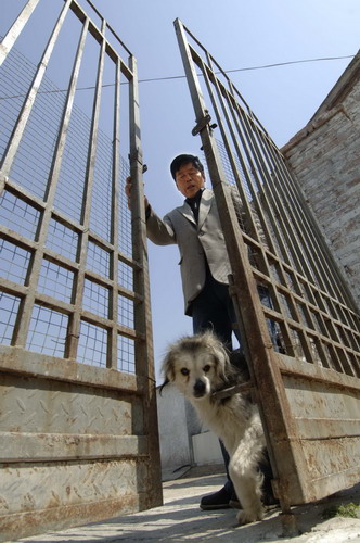 A stray dog walks out when Liu Shuxia opens the gate of his stray dog center in Jinan, Shandong province, April 11, 2011. [Photo/Xinhua]