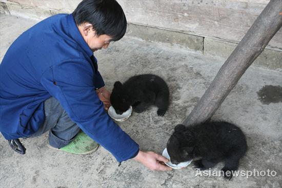 Tian Shougui, a farmer in Yukong village, Southwest China's Sichuan province feeds the twin bear cubs he found, April 12, 2011. 