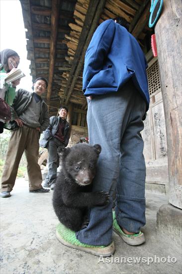 An adopted black bear cub hangs onto Tian Shougui’s leg at Yukong village, Southwest China’s Sichuan province, April 12, 2011.