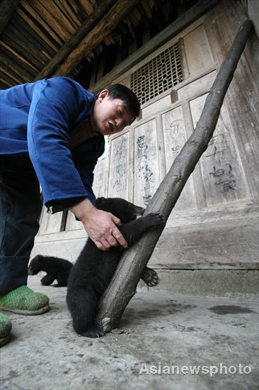 Tian Shougui looks after the bear cubs he adopted at home, April 12, 2011. 